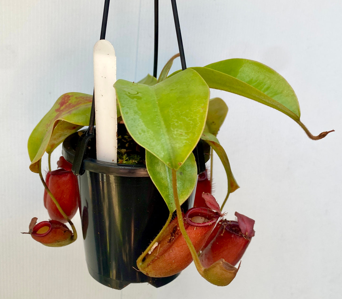 Nepenthes ampullaria x (sibuyanensis x ventricosa) - S/M