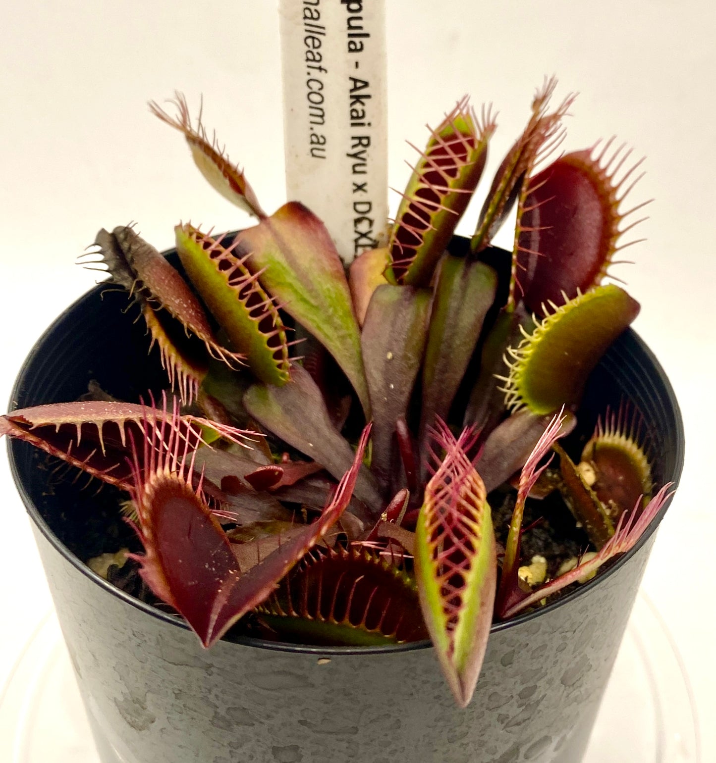 Dionaea muscipula - Venus Fly Trap - Akai Ryu x DCXL