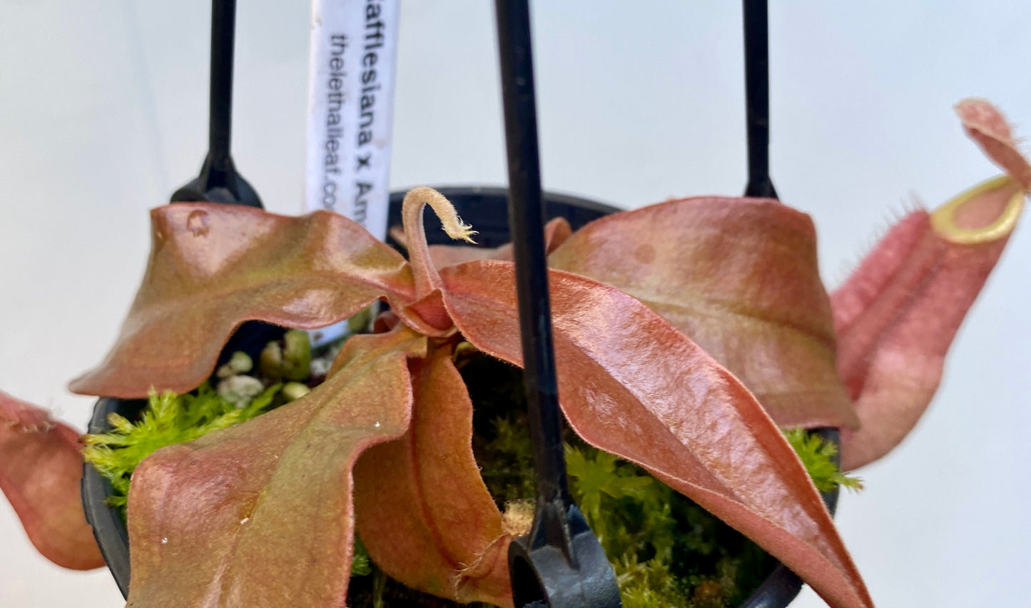 Nepenthes rafflesiana x ampullaria - S