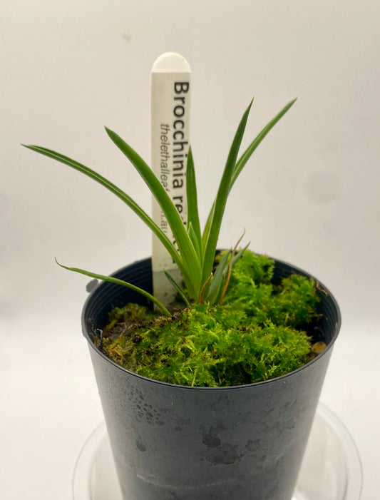 Brocchinia reducta