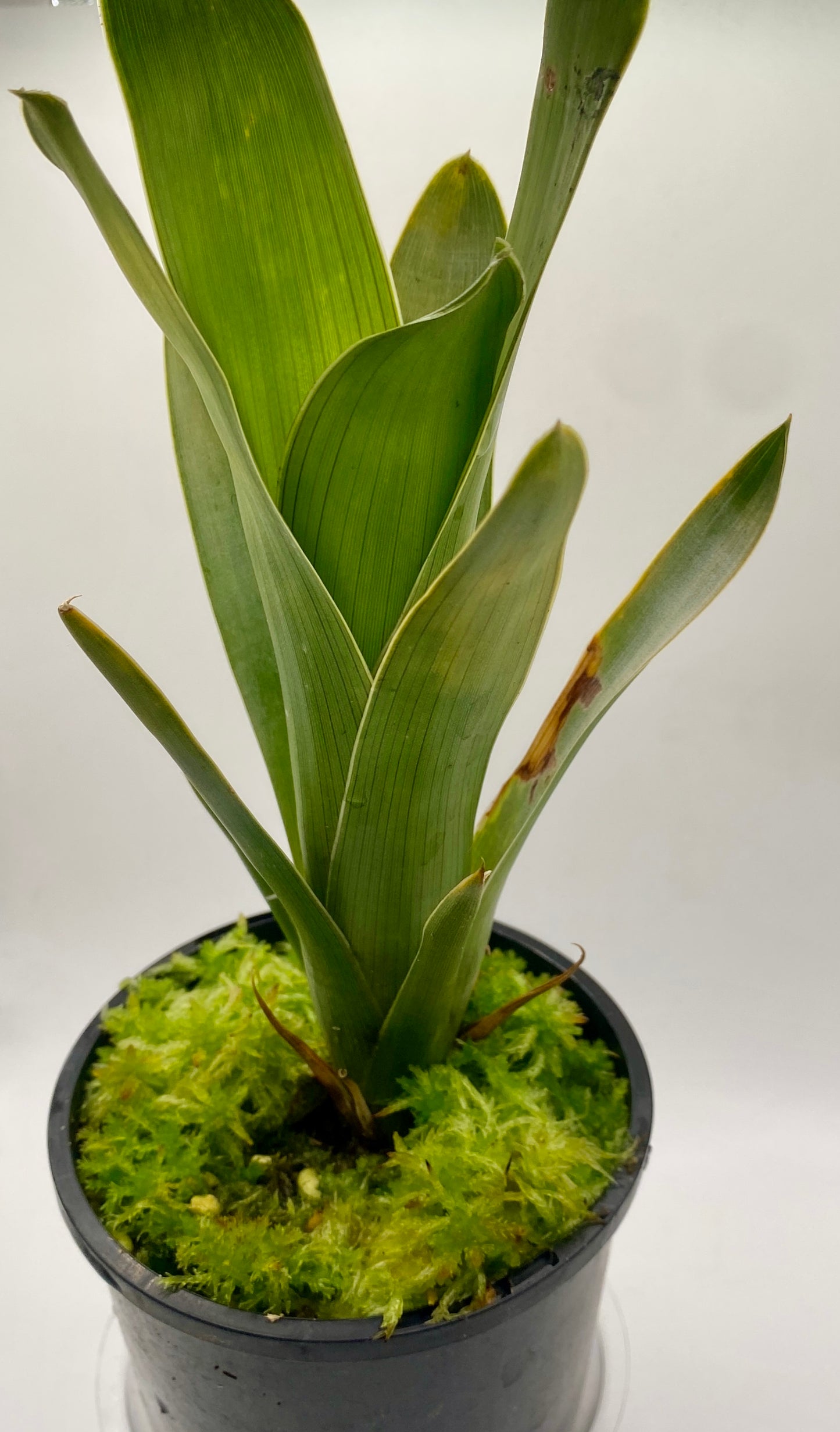 Brocchinia reducta