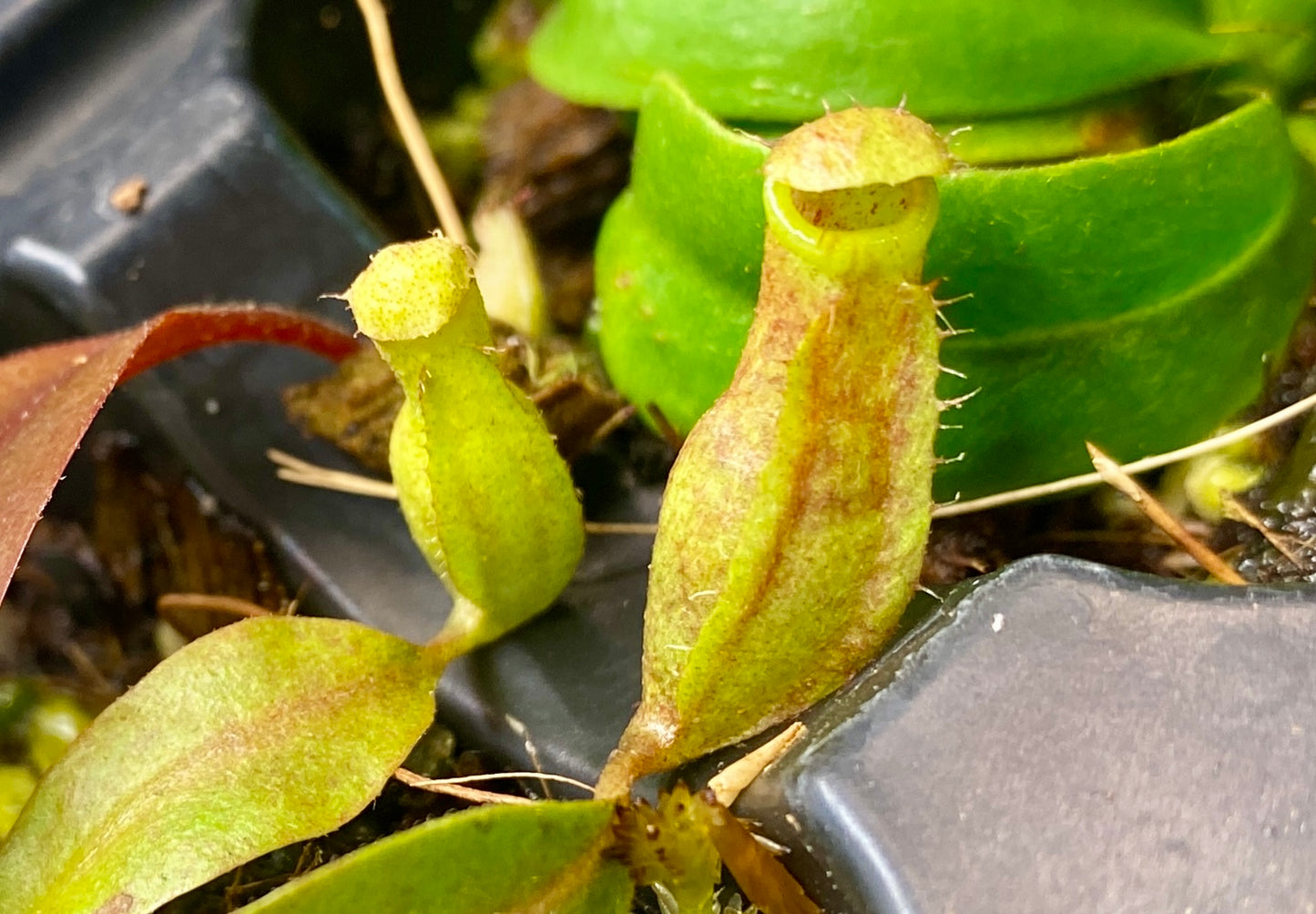 N. (Ventricosa x Sibuyanensis) x Minima - seed grown