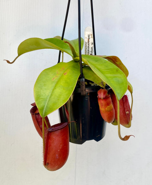 Nepenthes ampullaria x (sibuyanensis x ventricosa) - S/M