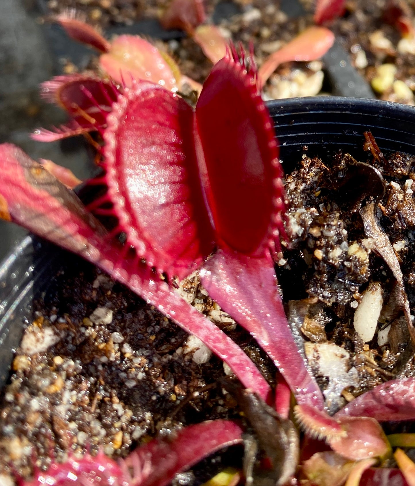 Dionaea muscipula - Venus Fly Trap - Akai Ryu x DCXL