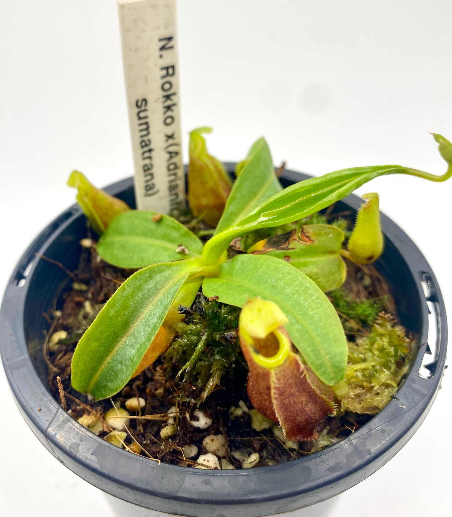 Nepenthes Rokko x (Adrianii x Sumatrana) - XS - seed grown