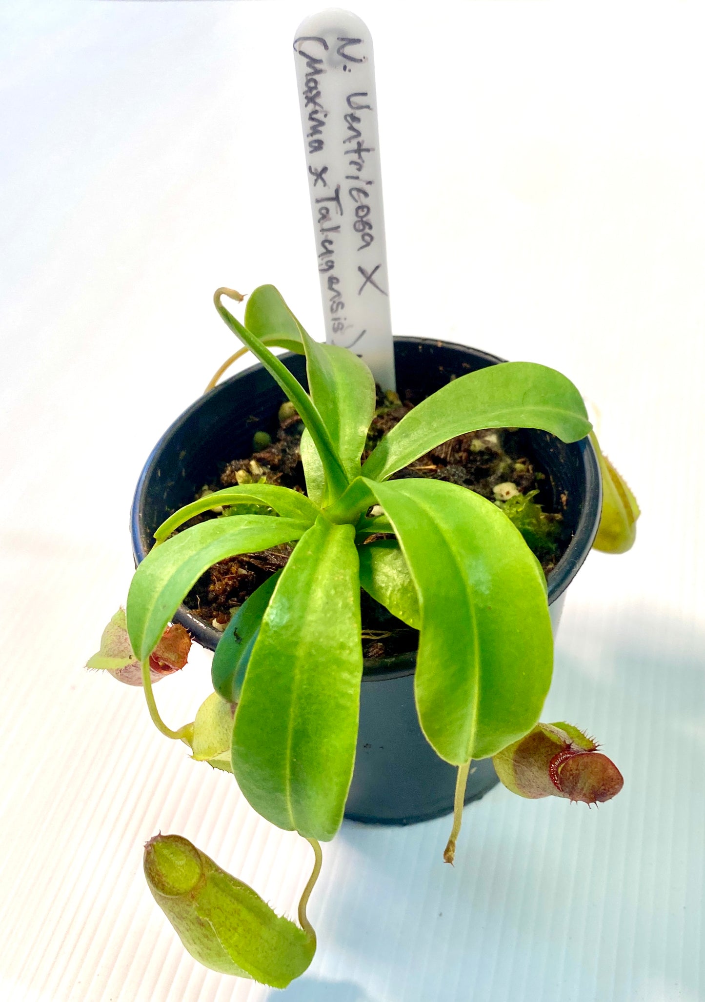 Nepenthes ventricosa x (maxima x talangensis) - S