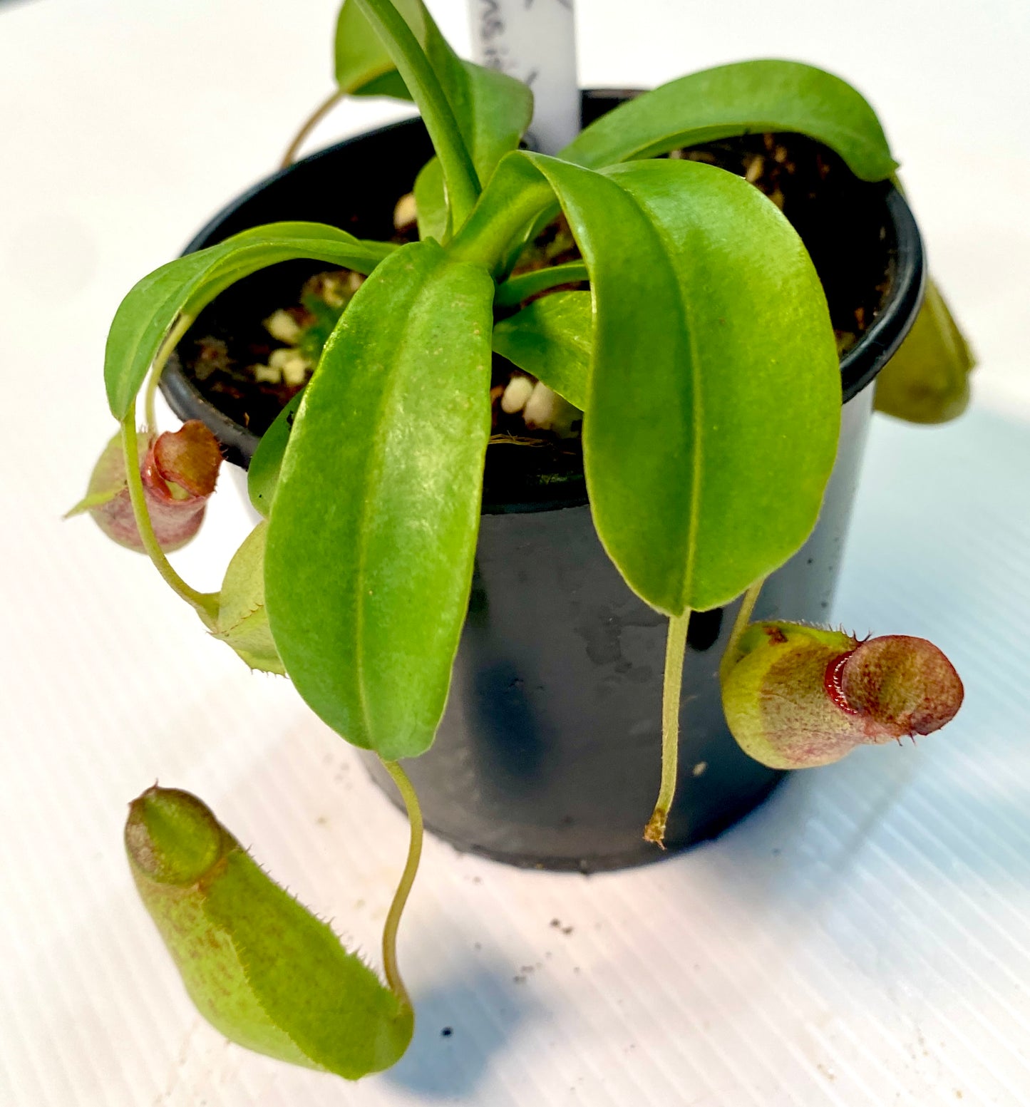 Nepenthes ventricosa x (maxima x talangensis) - S