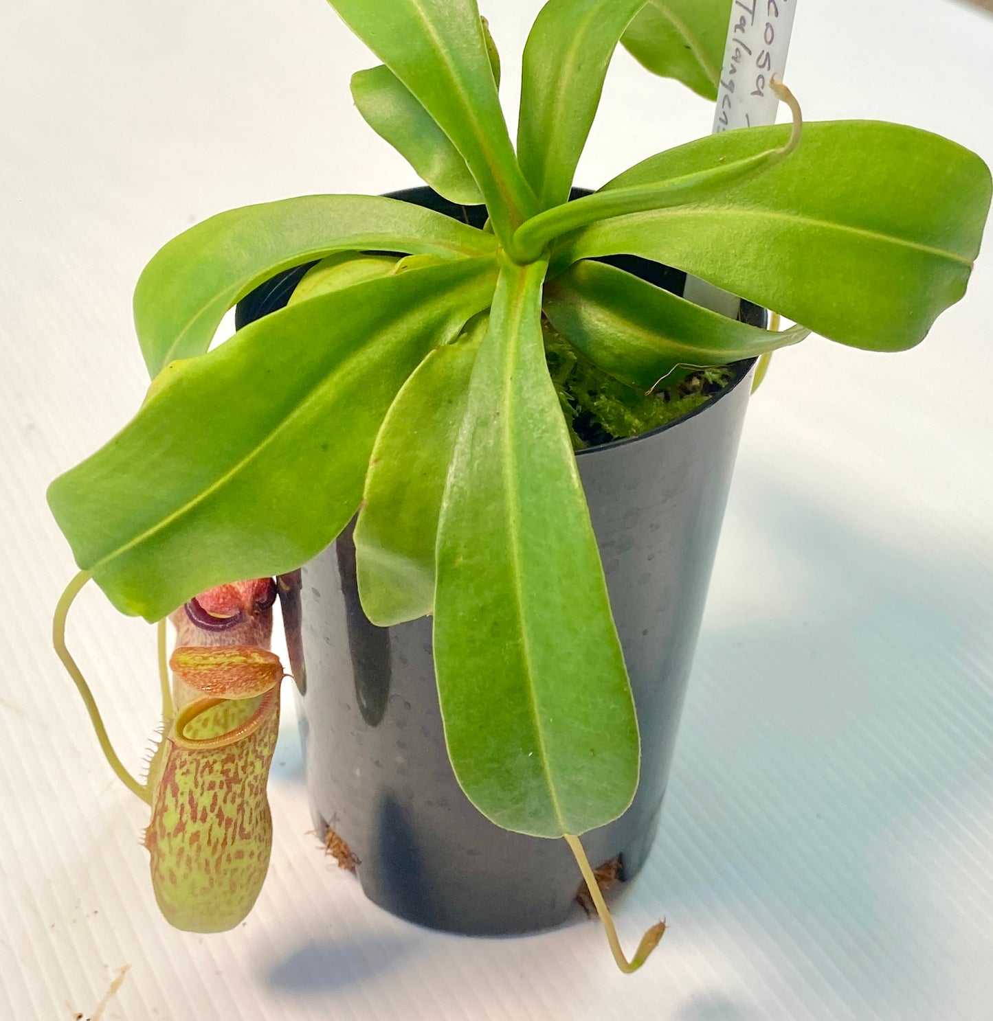 Nepenthes ventricosa x (maxima x talangensis) - S/M