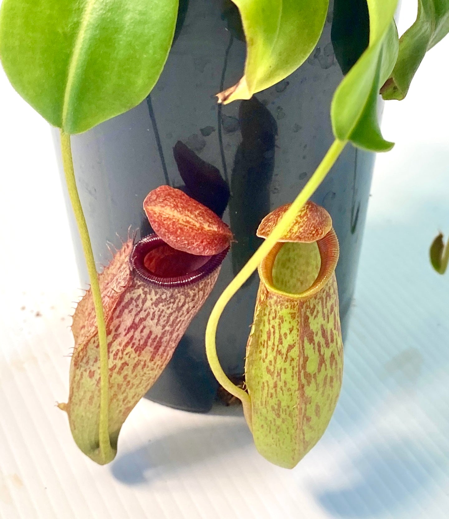 Nepenthes ventricosa x (maxima x talangensis) - S/M