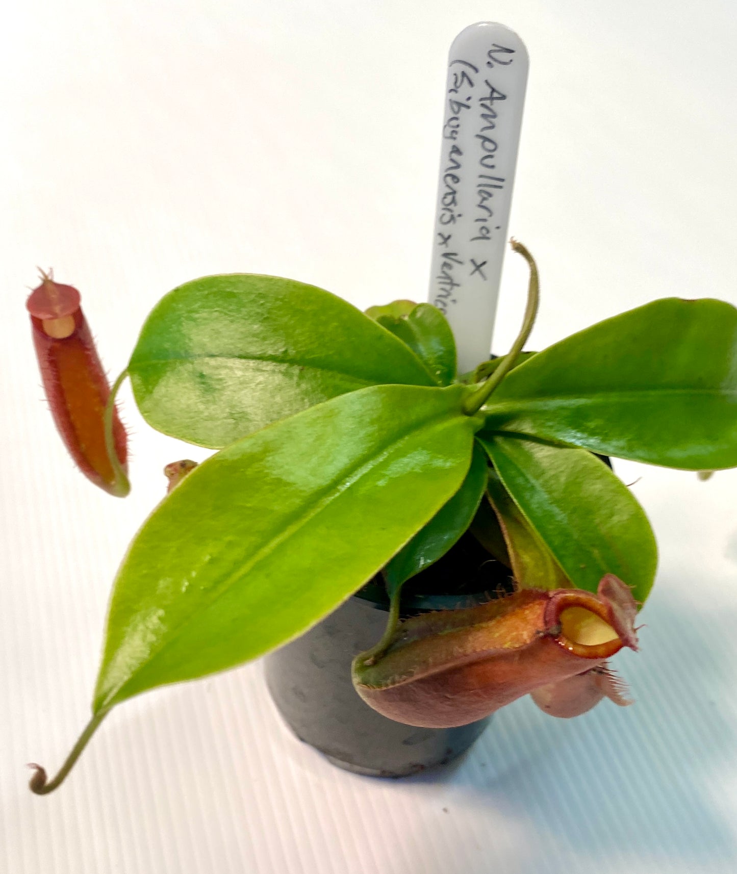 Nepenthes ampullaria x (sibuyanensis x ventricosa) - S