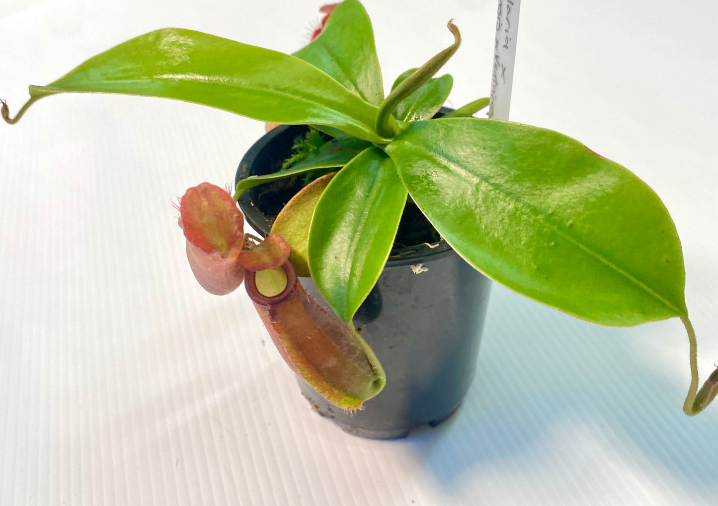 Nepenthes ampullaria x (sibuyanensis x ventricosa) - S