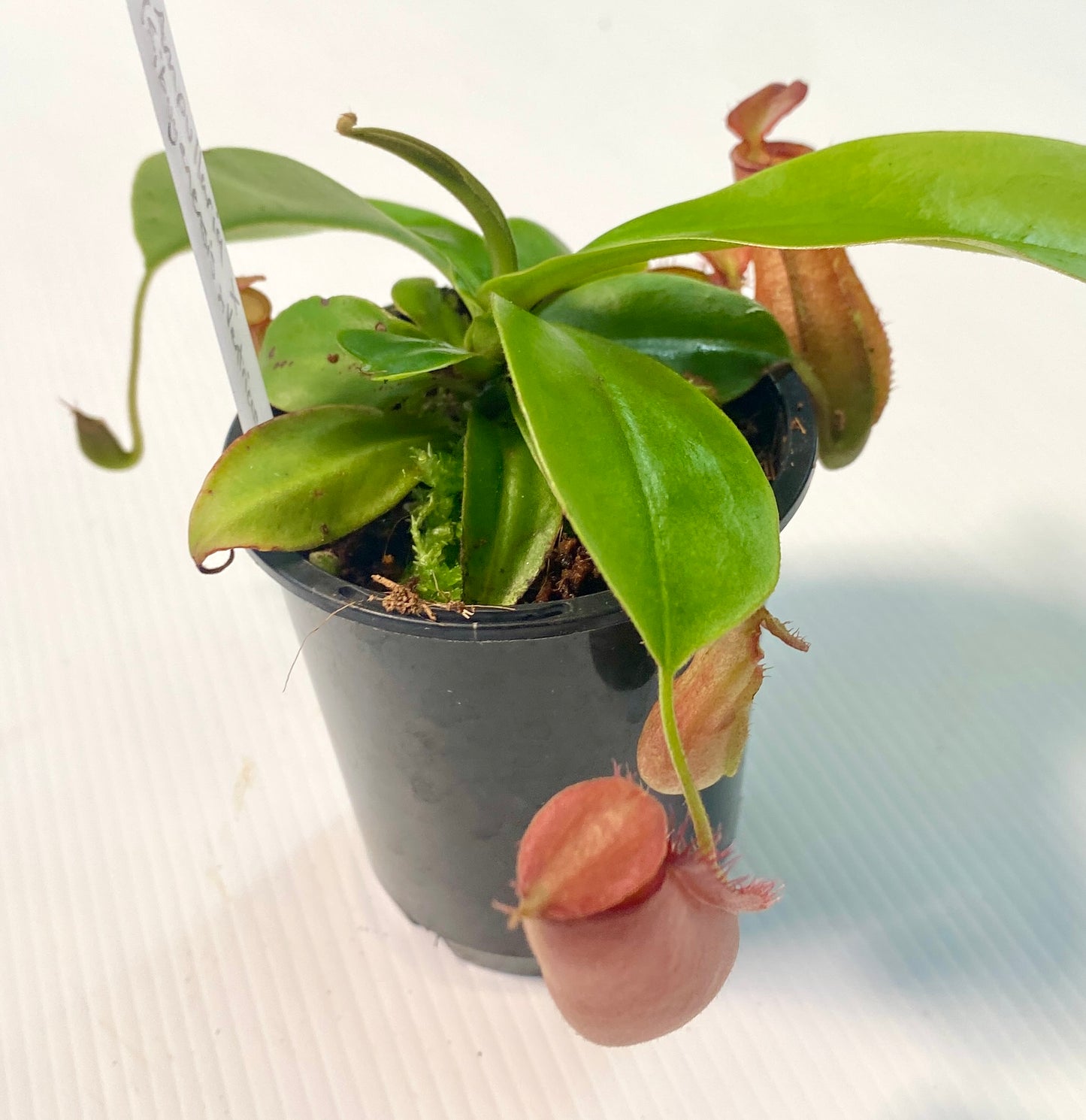 Nepenthes ampullaria x (sibuyanensis x ventricosa) - S