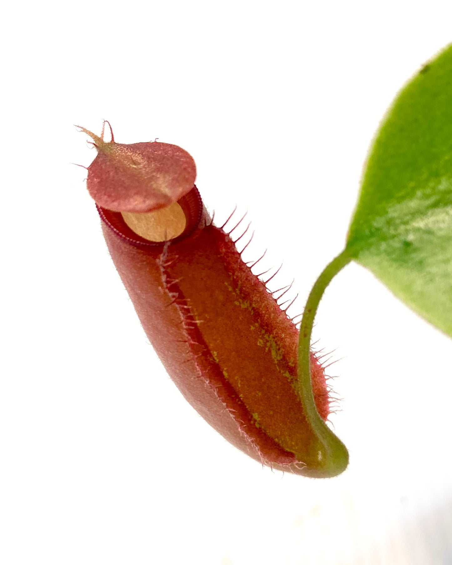 Nepenthes ampullaria x (sibuyanensis x ventricosa) - S