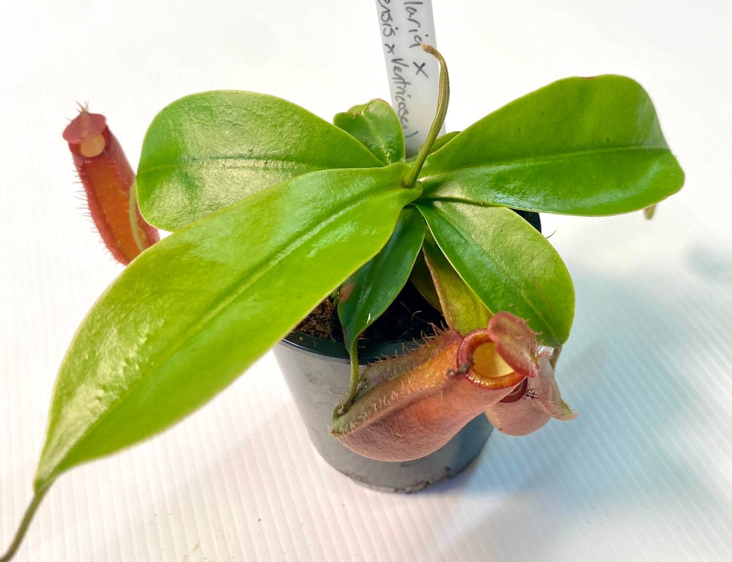 Nepenthes ampullaria x (sibuyanensis x ventricosa) - S