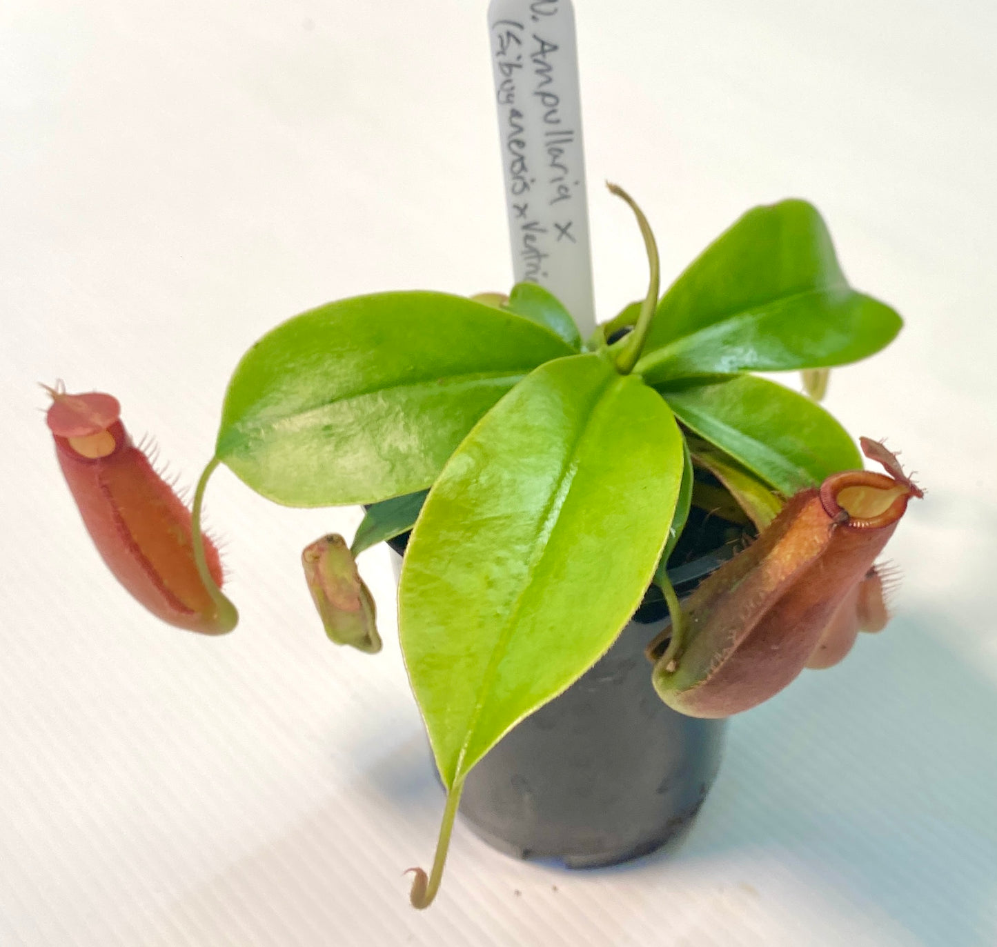 Nepenthes ampullaria x (sibuyanensis x ventricosa) - S