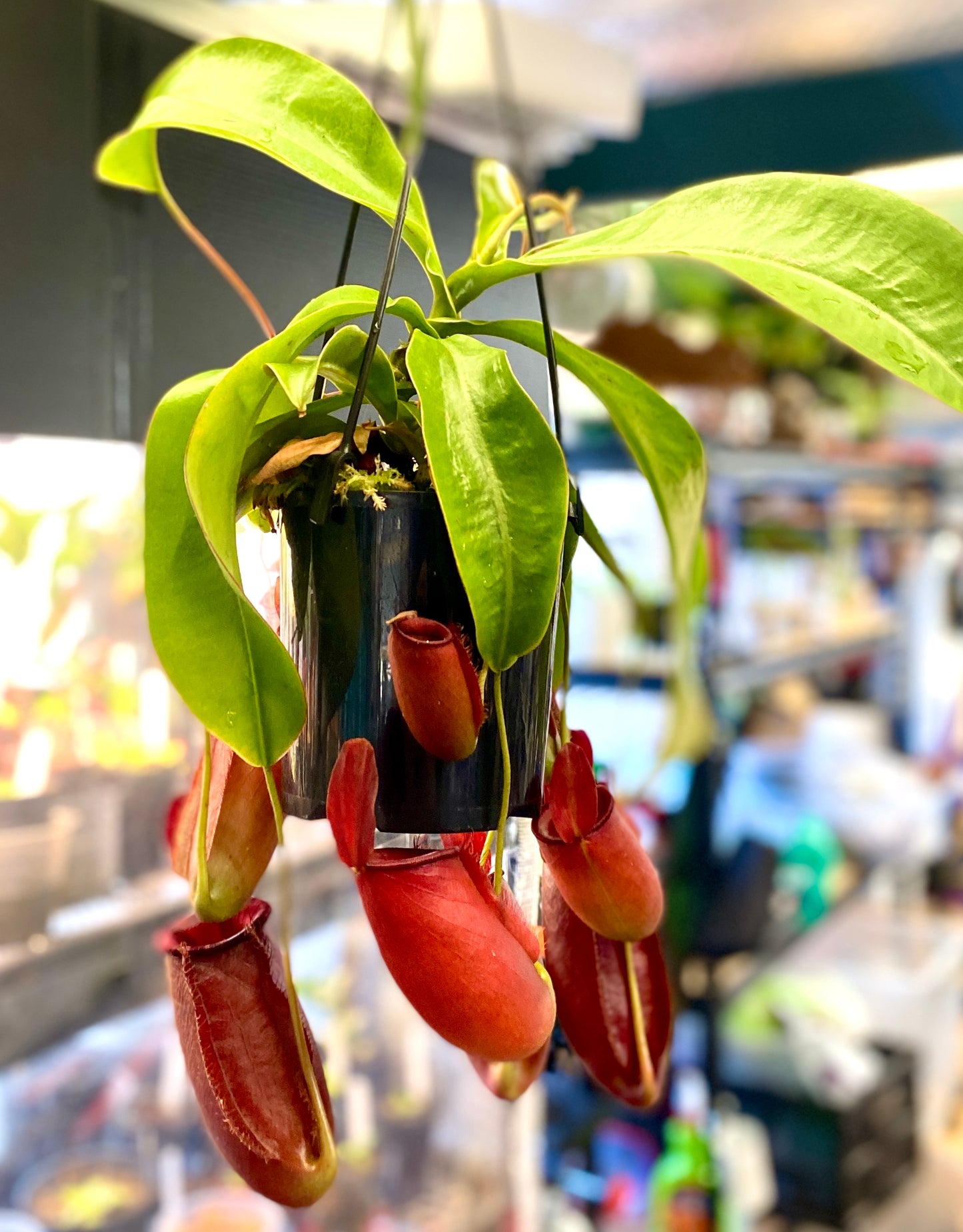 Nepenthes ampullaria x (sibuyanensis x ventricosa) - S