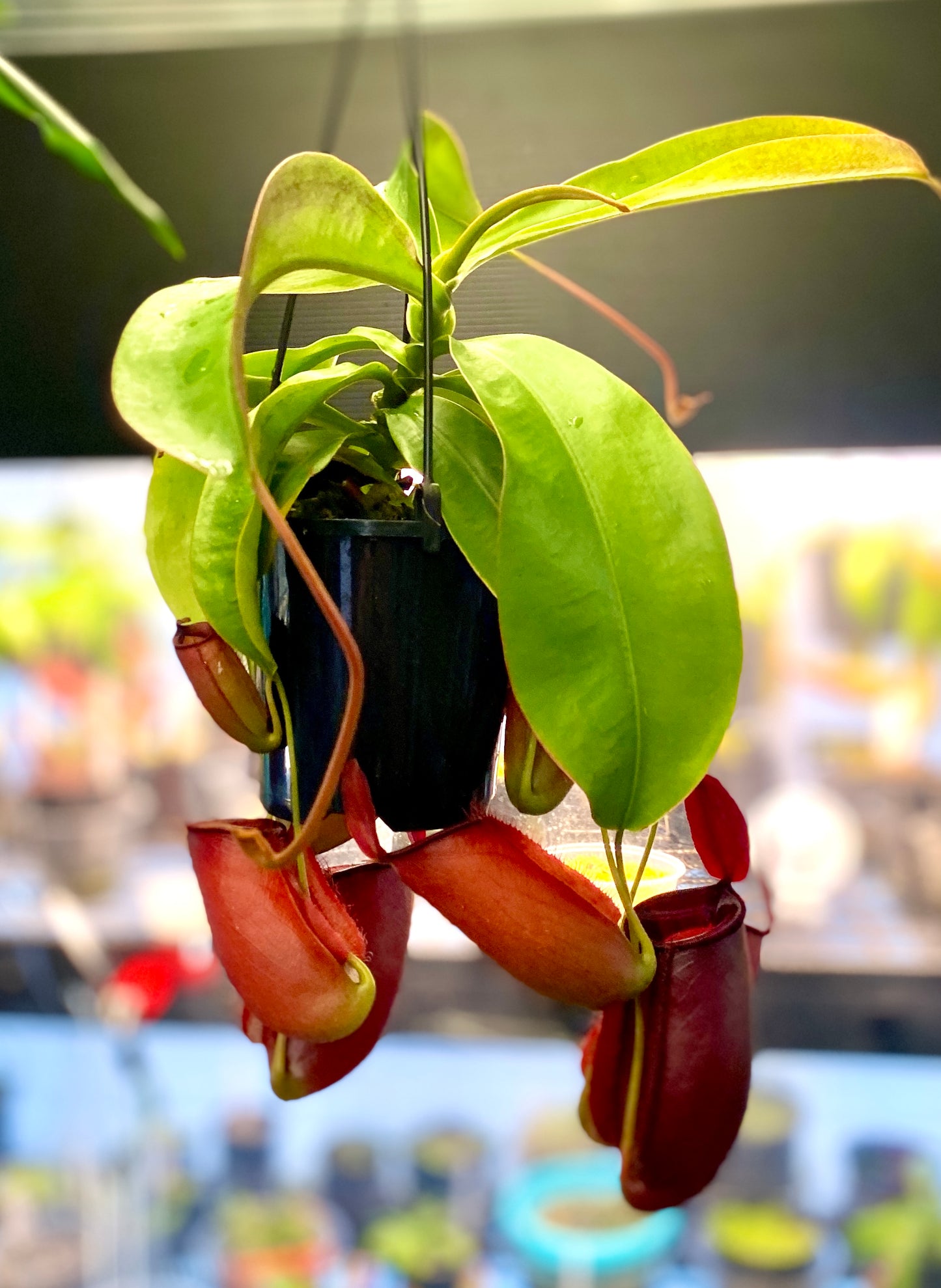 Nepenthes ampullaria x (sibuyanensis x ventricosa) - S