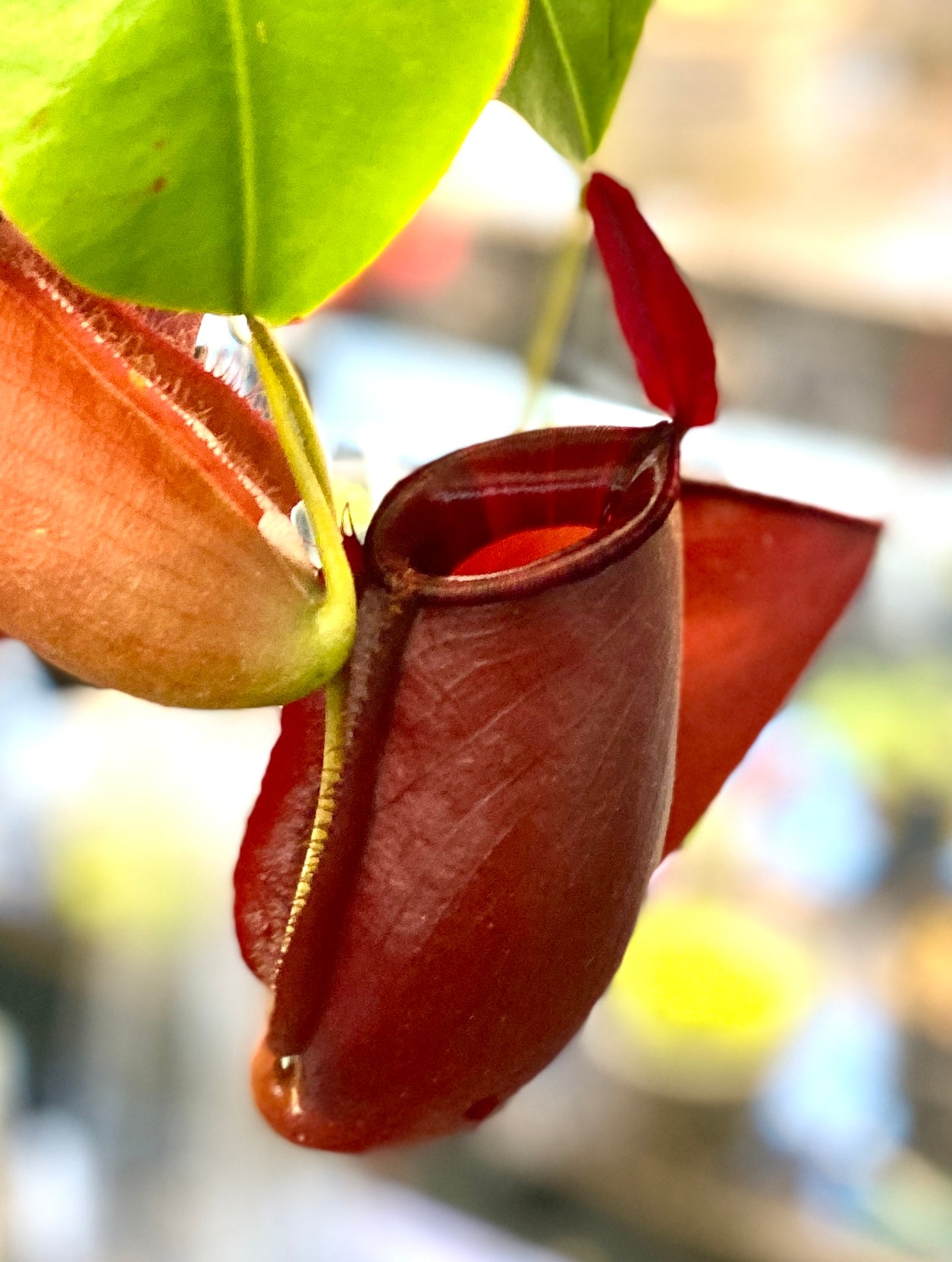 Nepenthes ampullaria x (sibuyanensis x ventricosa) - S