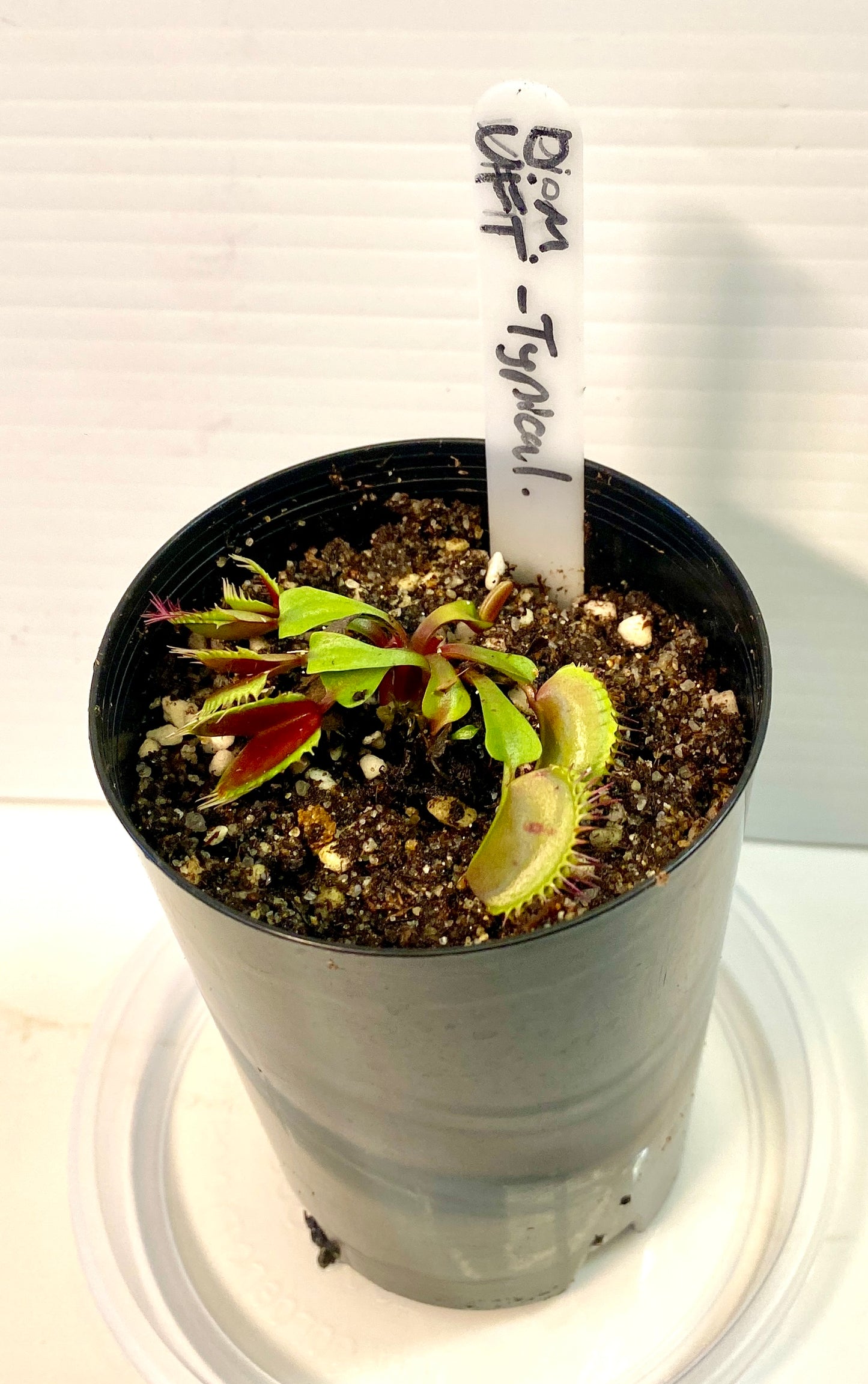 Dionaea muscipula - Venus Fly Trap - Typical