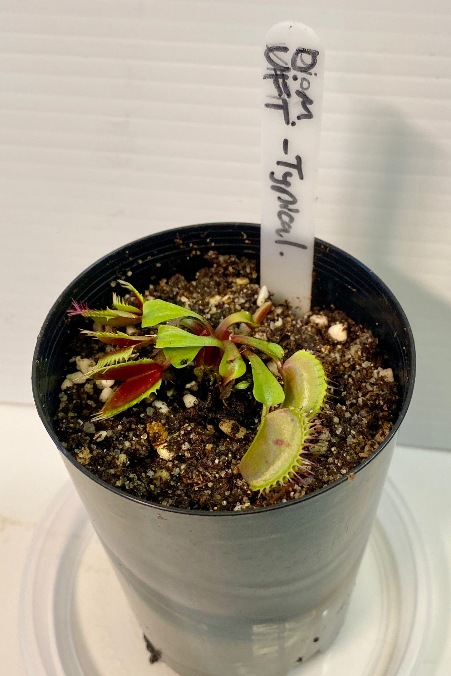 Dionaea muscipula - Venus Fly Trap - Typical