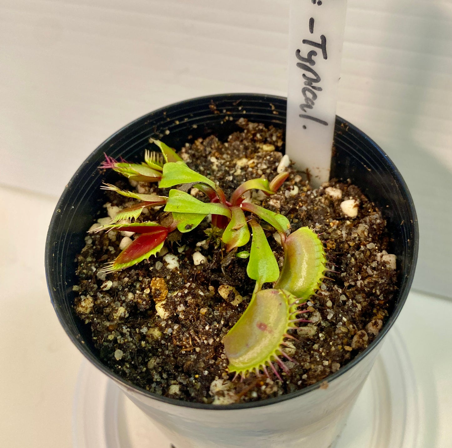Dionaea muscipula - Venus Fly Trap - Typical