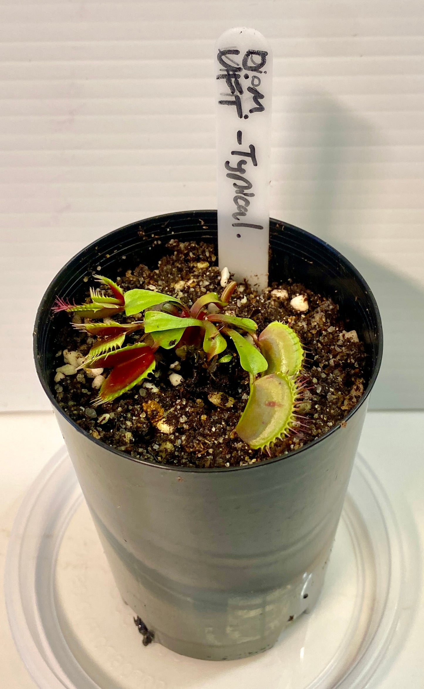 Dionaea muscipula - Venus Fly Trap - Typical