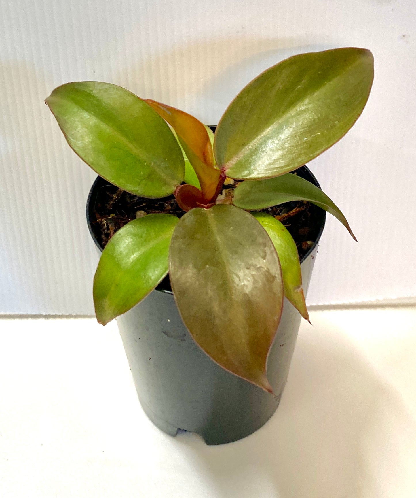 Philodendron - Prince of Orange