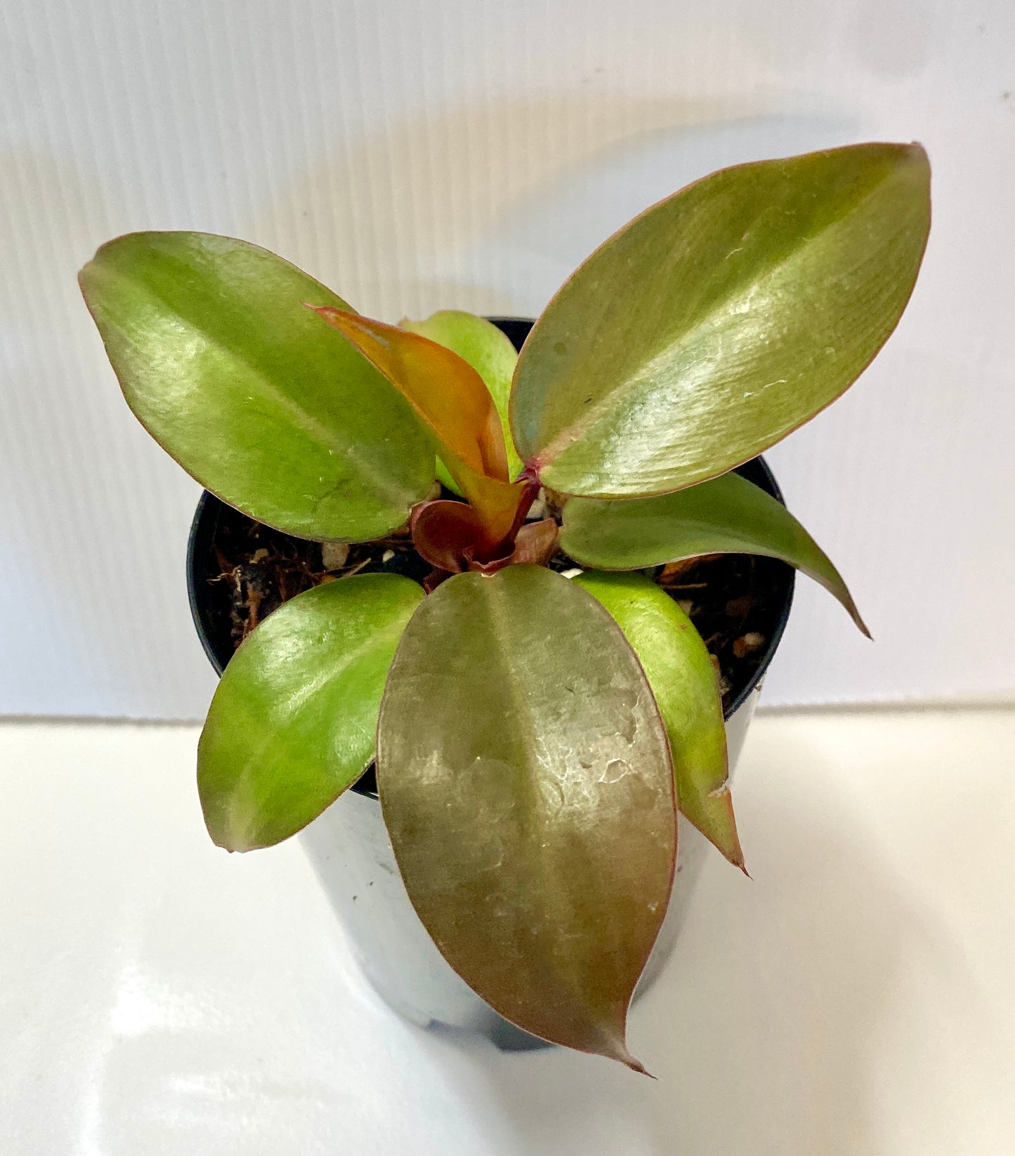 Philodendron - Prince of Orange