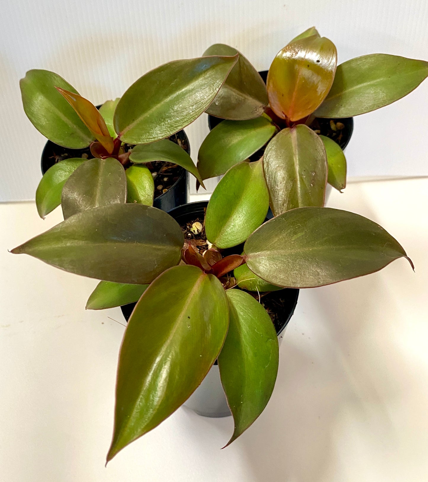Philodendron - Prince of Orange