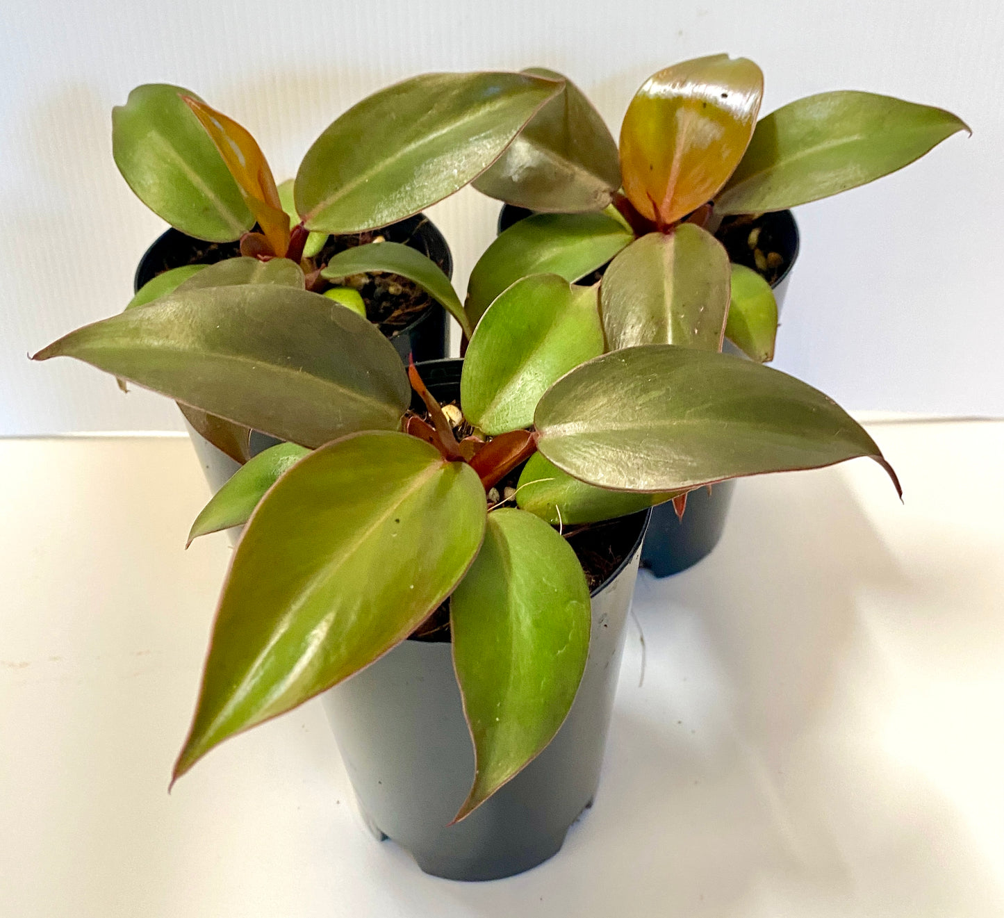 Philodendron - Prince of Orange