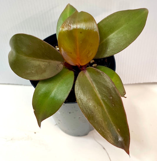 Philodendron - Prince of Orange