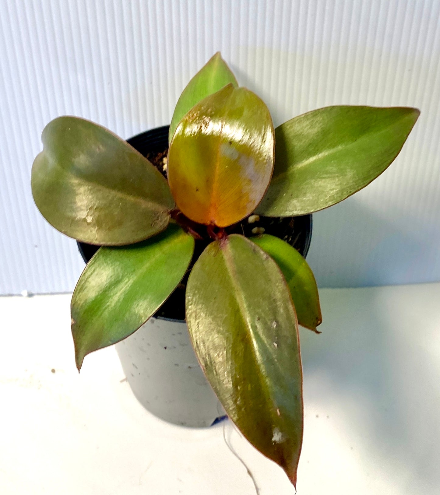 Philodendron - Prince of Orange