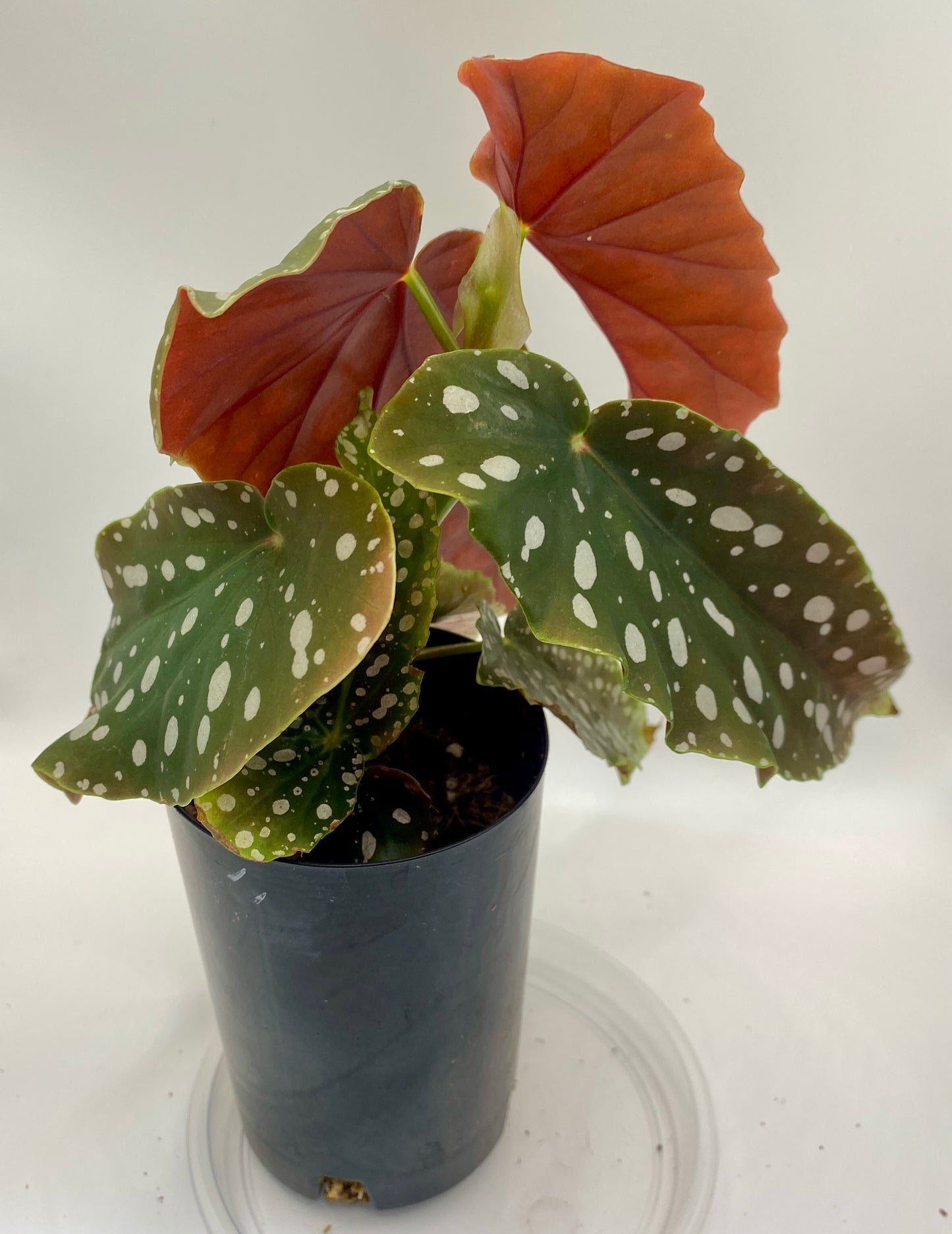 Begonia Maculata - 'polka dot plant'