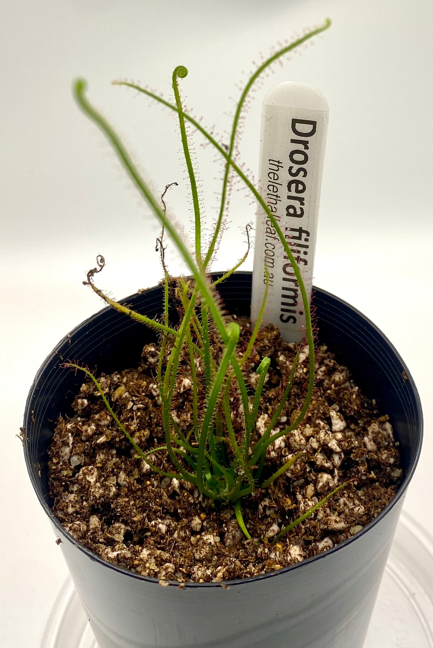 Drosera filiformis