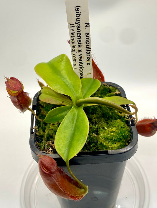 Nepenthes ampullaria x (sibuyanensis x ventricosa) - S