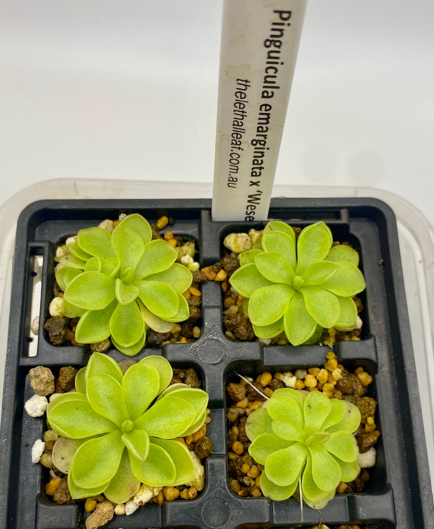 Pinguicula - emarginata x 'Weser'