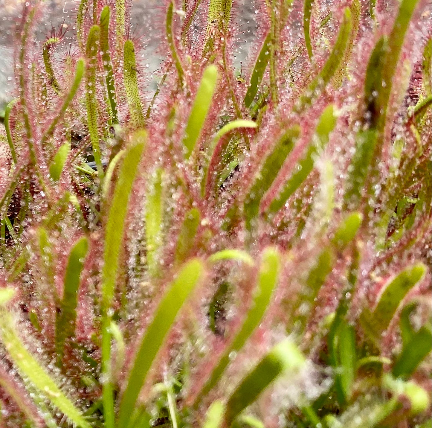 Drosera Capensis - Typical