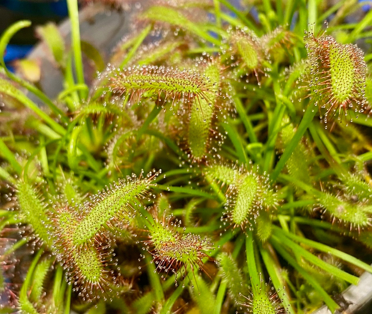 Drosera Capensis - 'Mini Red"