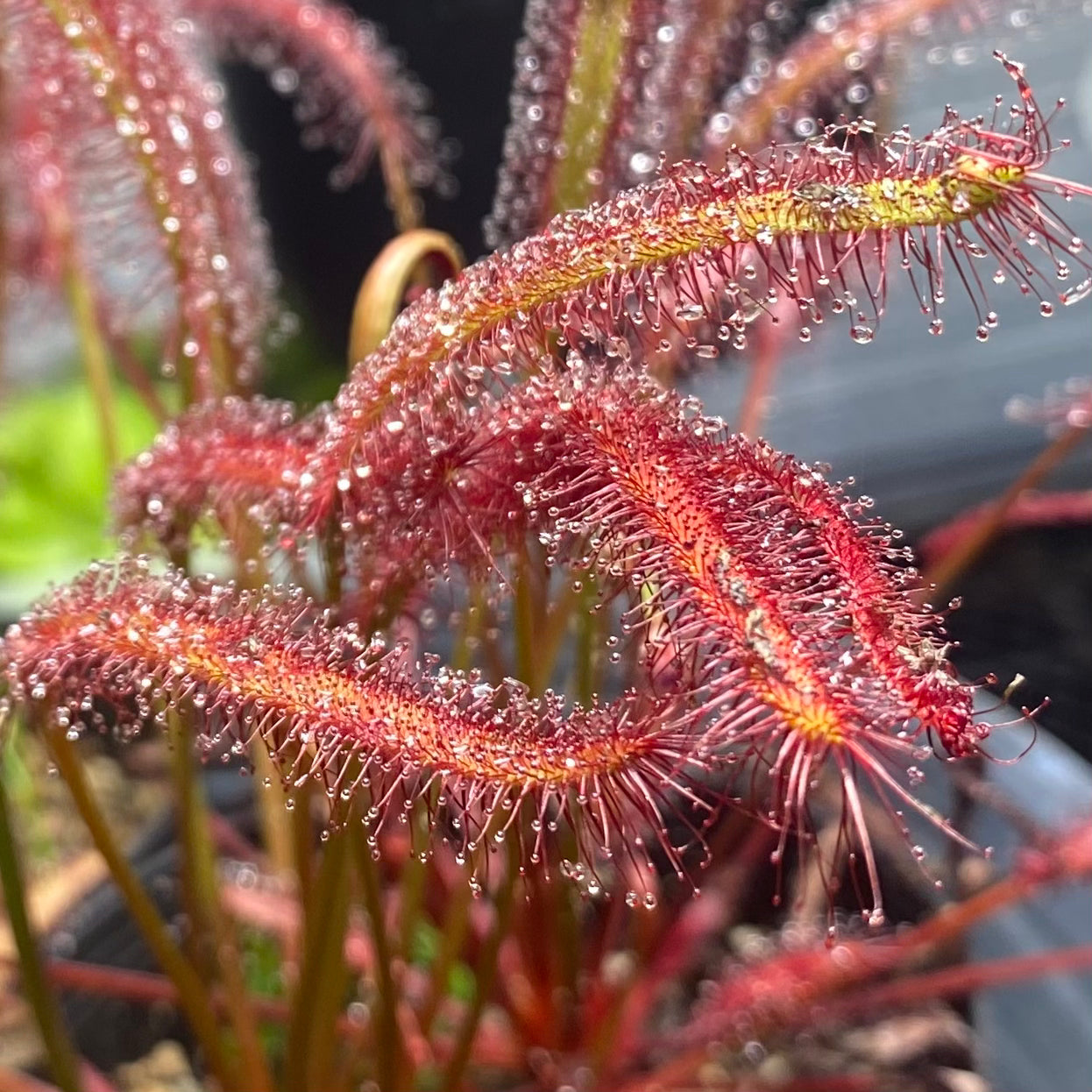 Drosera Capensis - Tamlins Red