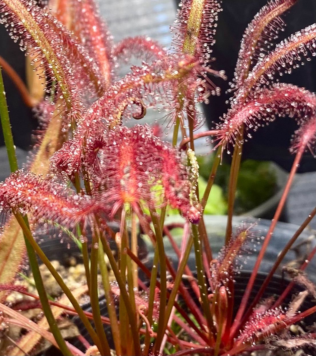 Drosera Capensis - Tamlins Red