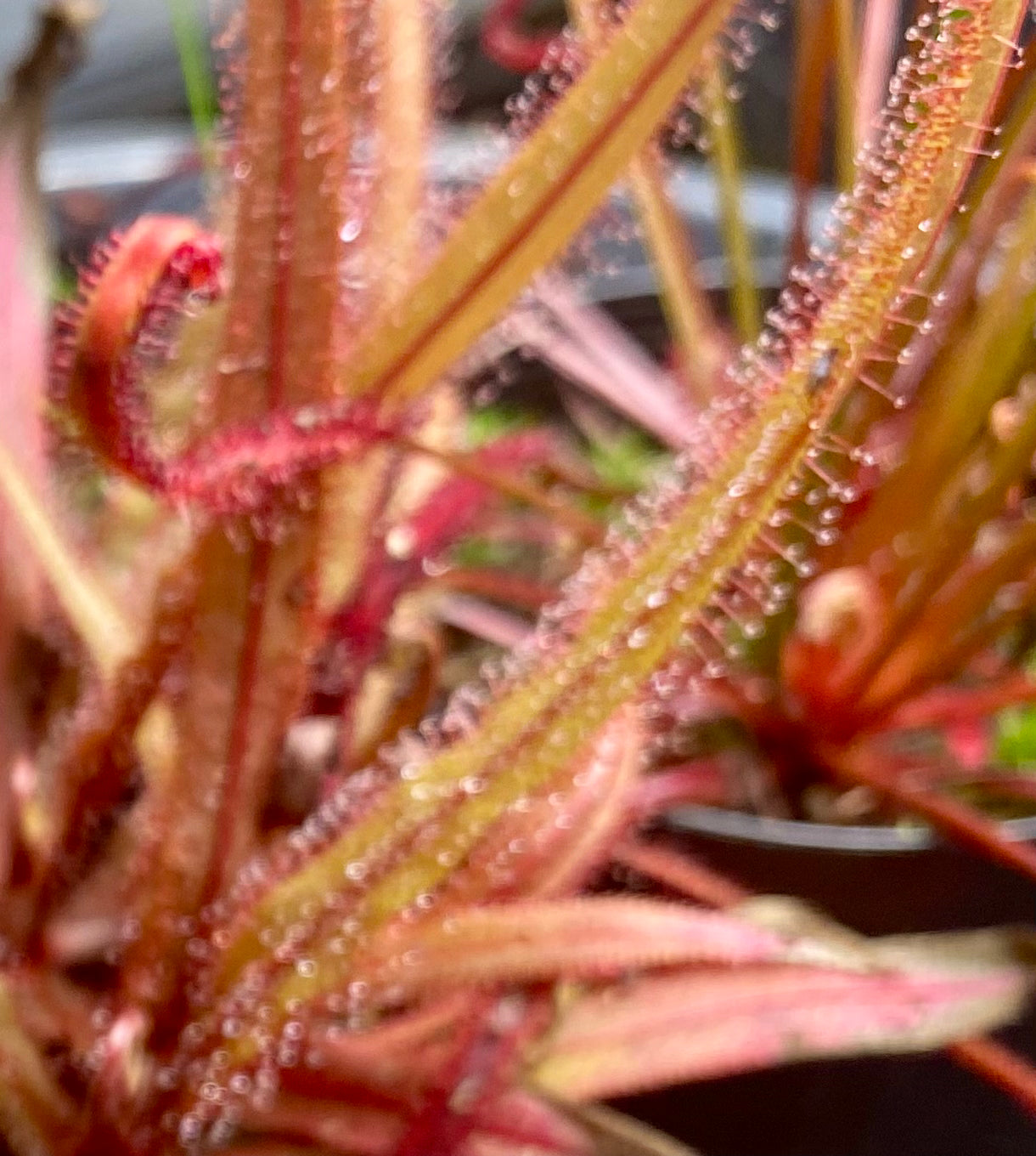 Drosera Adelae