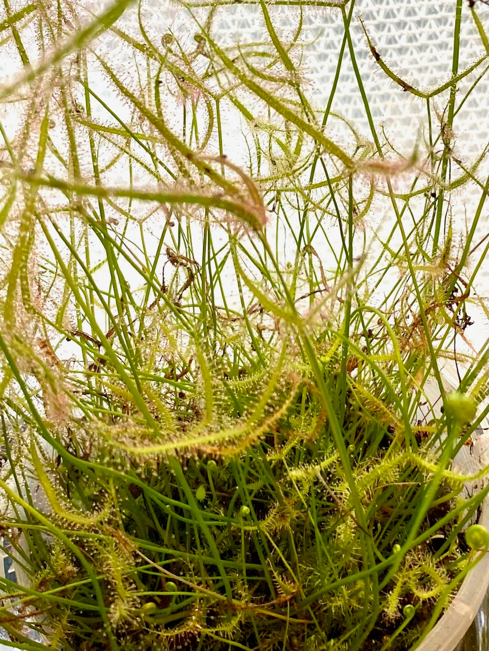 Drosera Binata var. multifida & Capensis Pack