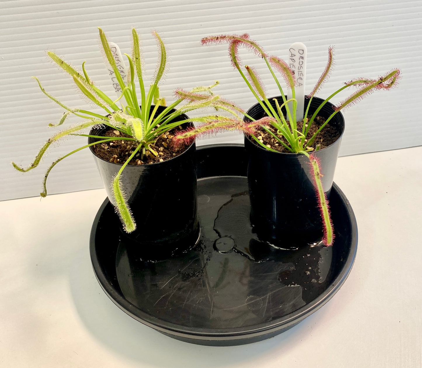 Drosera Capensis - Sundews - Typical Form & Alba Pack