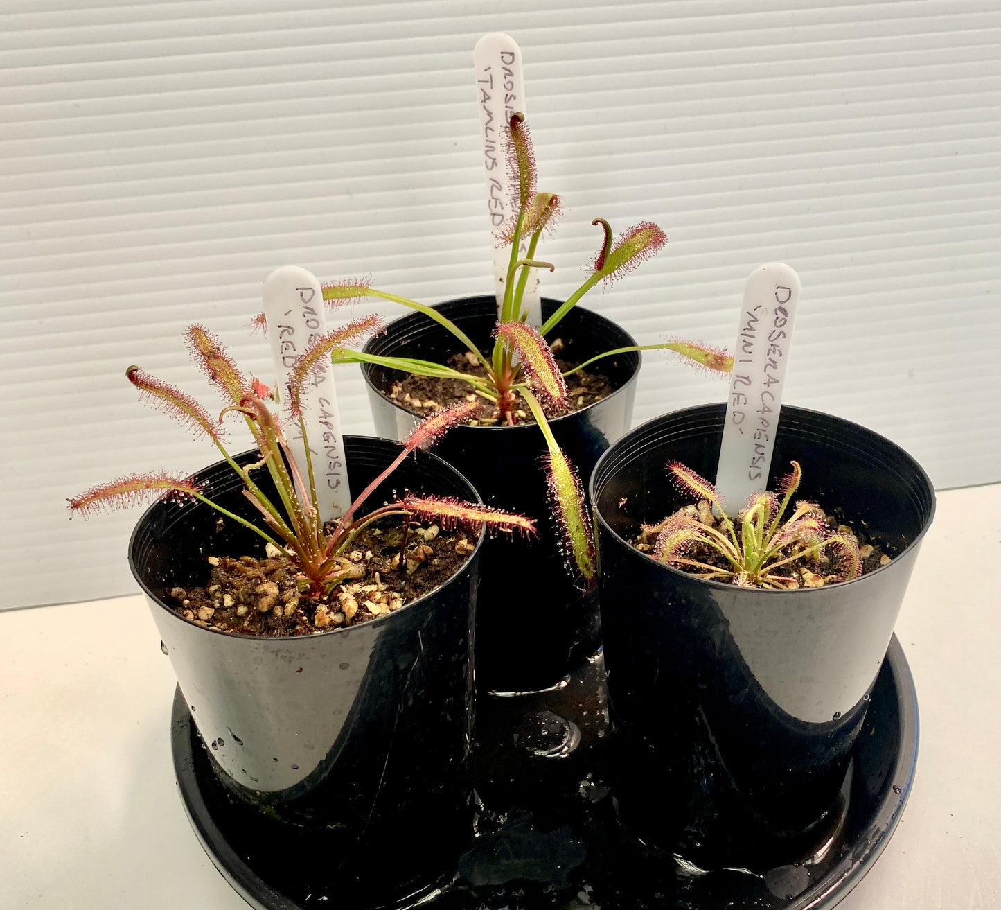 Drosera Capensis - Red Form, Mini Red & Tamlins Red