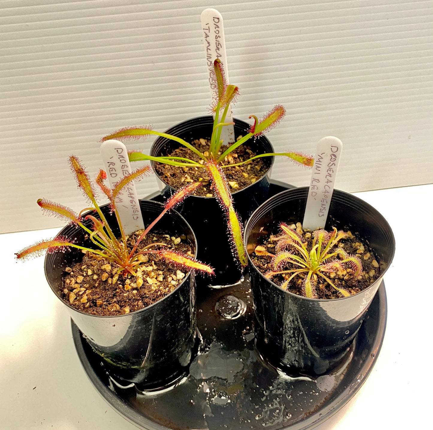 Drosera Capensis - Red Form, Mini Red & Tamlins Red