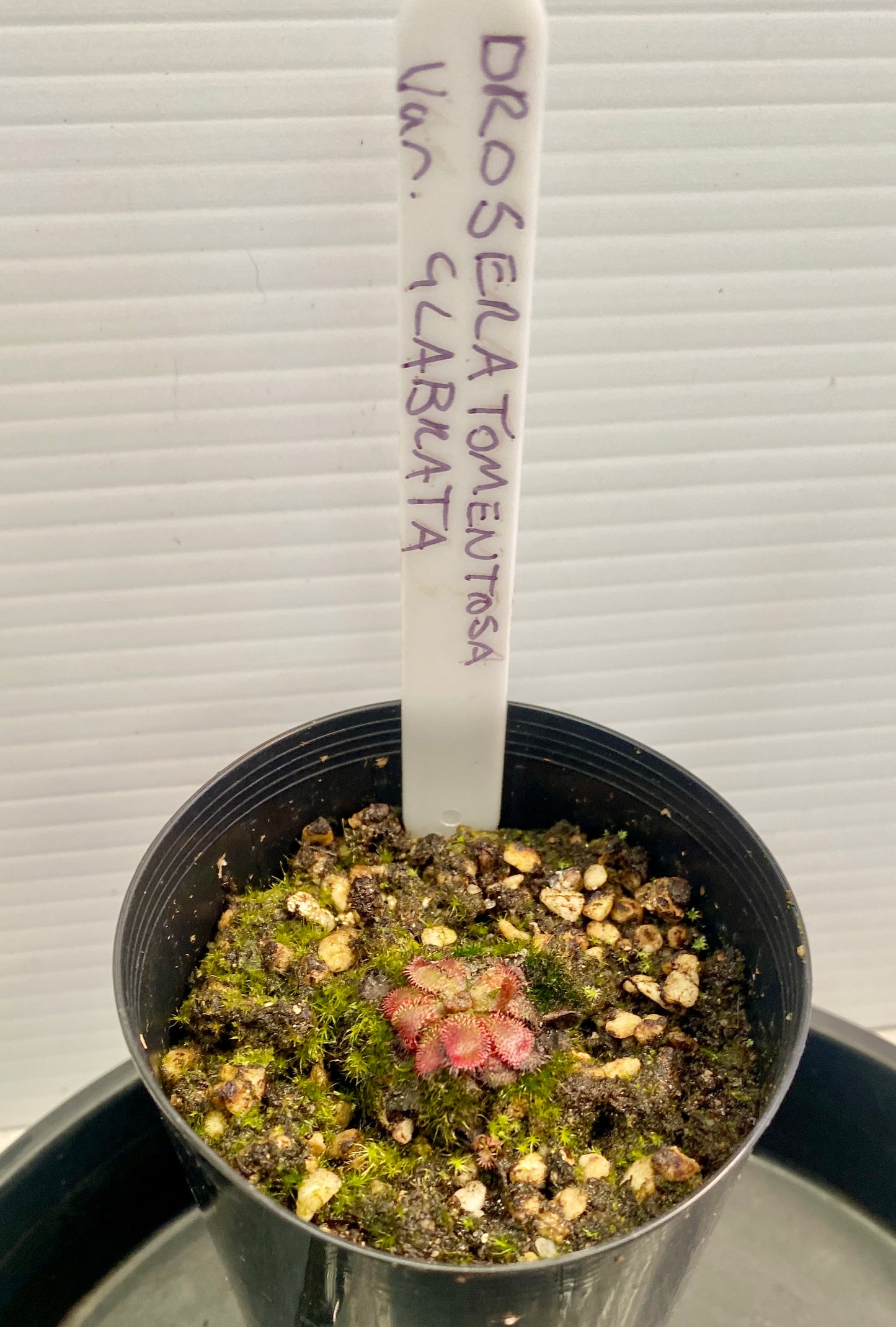 Drosera Tomentosa var. glabrata