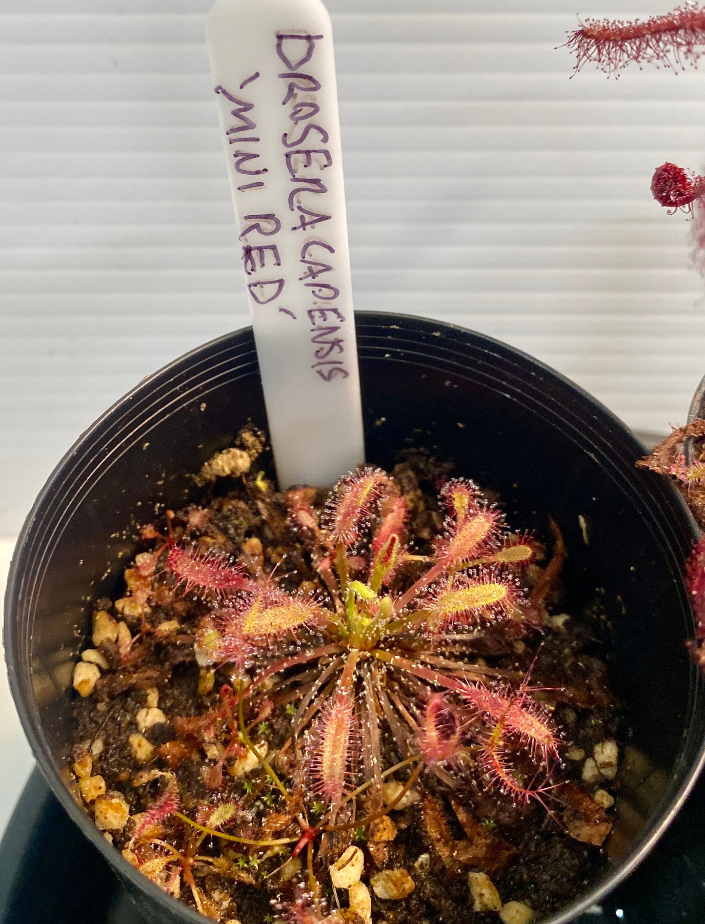 Drosera Capensis - 'Mini Red"