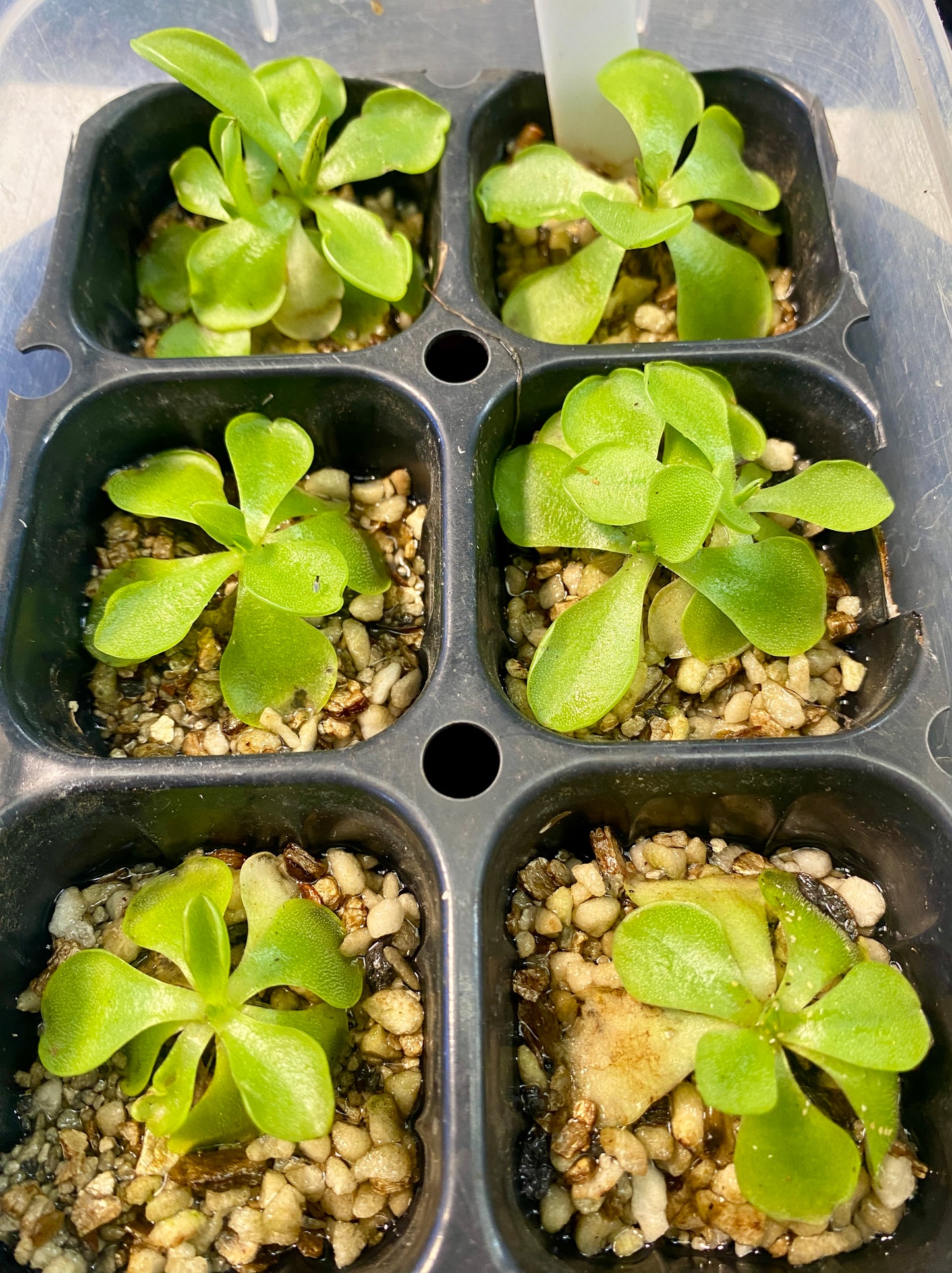 Pinguicula - emarginata x 'Weser'