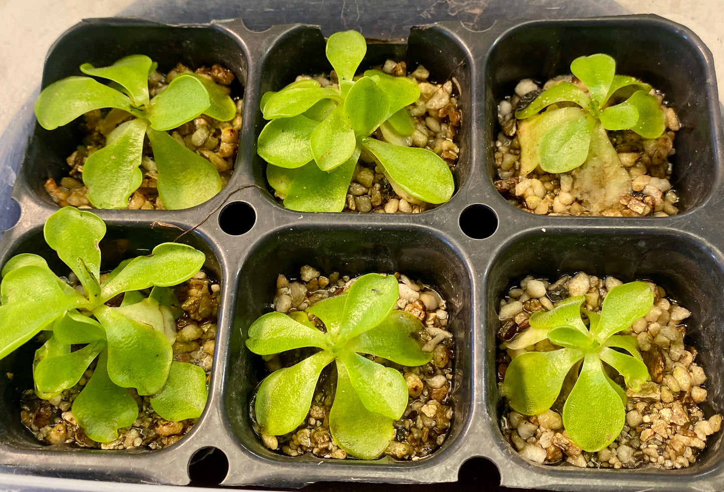 Pinguicula - emarginata x 'Weser'