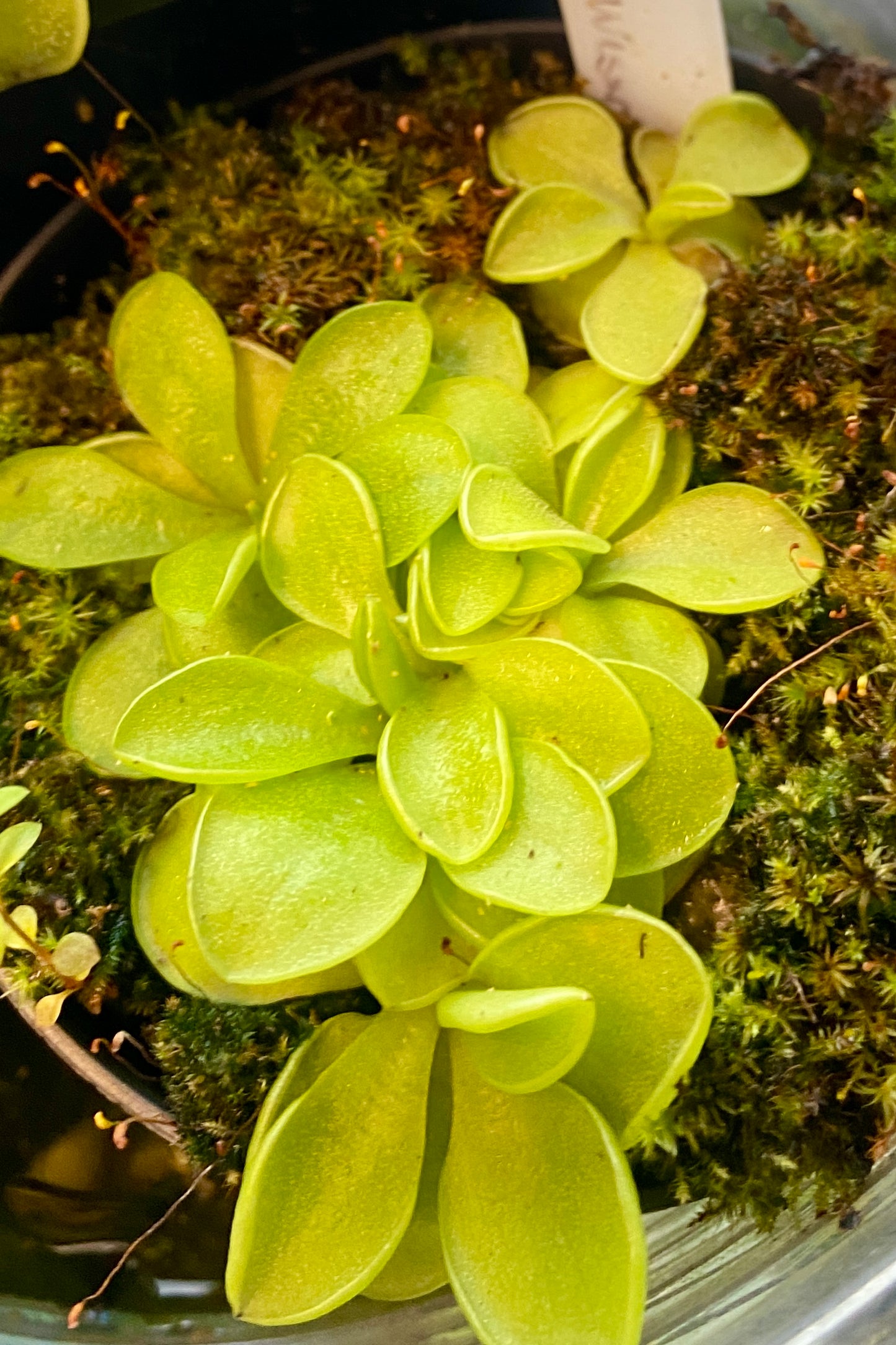 Pinguicula - emarginata x 'Weser'